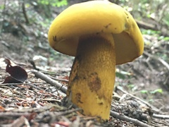 Retiboletus ornatipes