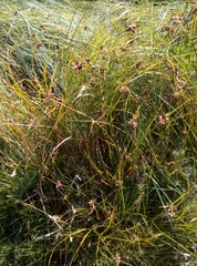 Bolboschoenus maritimus