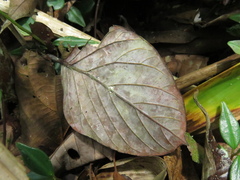 Beilschmiedia latifolia