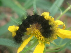 Erebidae