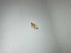 Prochoerodes lineola