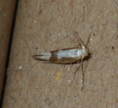 Argyresthia