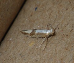 Argyresthia