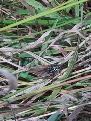 Roeseliana roeselii