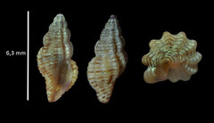 Cyrillia linearis