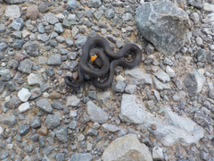 Diadophis punctatus