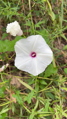 Ipomoea pandurata