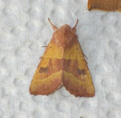 Atethmia centrago