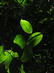 Dendrophorbium barkleyanum