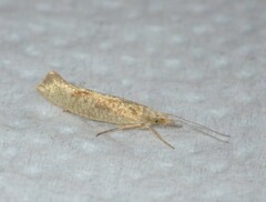 Ypsolopha ustella