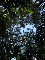 Ocotea sericea