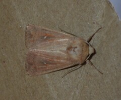 Mythimna albipuncta