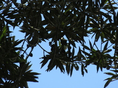 Ocotea sericea