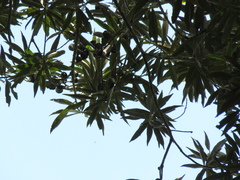 Ocotea sericea