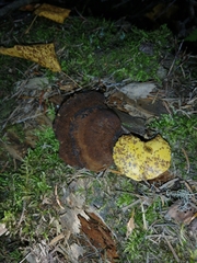 Ischnoderma benzoinum