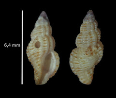 Cyrillia linearis