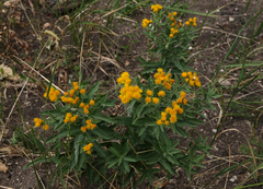 Pentanema germanicum