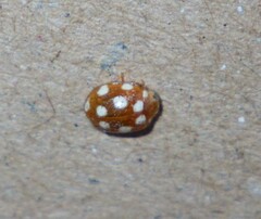 Vibidia duodecimguttata