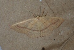 Cyclophora linearia