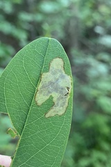 Chrysaster ostensackenella