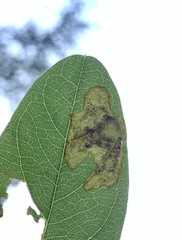 Chrysaster ostensackenella