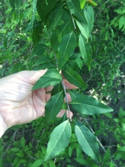 Forestiera acuminata