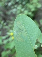 Chrysaster ostensackenella