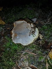 Ischnoderma benzoinum