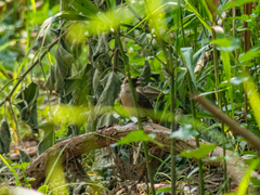 Pycnonotus aurigaster