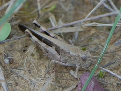 Aiolopus strepens