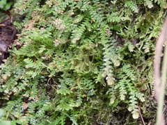 Selaginella