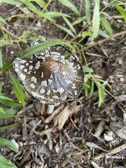 Coprinopsis picacea