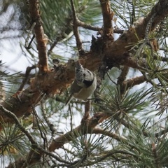 Lophophanes cristatus