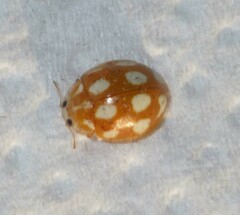 Calvia decemguttata