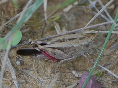 Aiolopus strepens