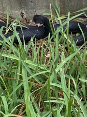 Coluber constrictor priapus