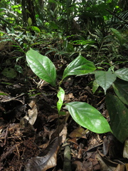 Ocotea valerioana