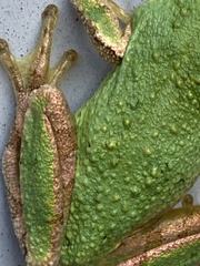 Hyla japonica