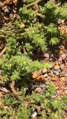 Salsola kali