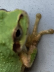 Hyla japonica