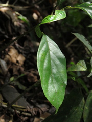 Ocotea valerioana