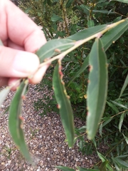 Aceria craspedophyes