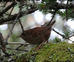 Troglodytes pacificus