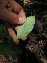 Ocotea valerioana