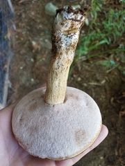 Tylopilus felleus