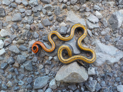 Diadophis punctatus