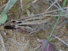 Aiolopus strepens
