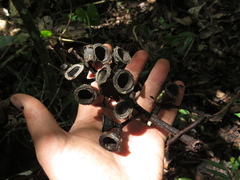 Ocotea sericea
