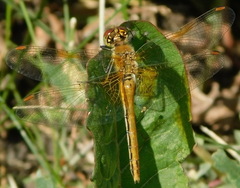 Sympetrum flaveolum
