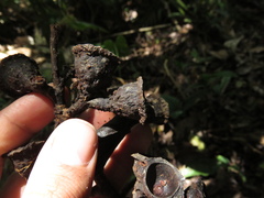 Ocotea sericea